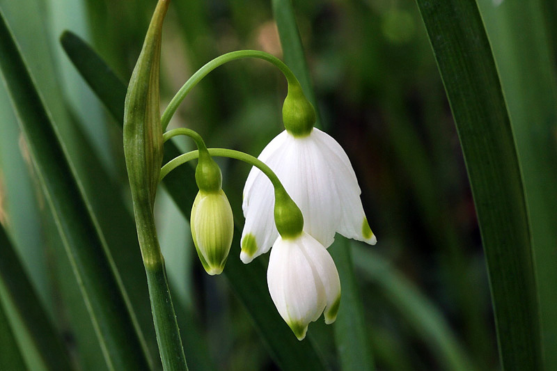 Leucojum aestivum L. subsp. aestivum